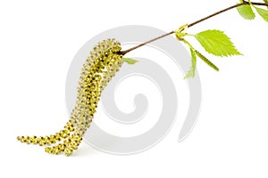 Blossom out Birch tree Leaves.