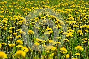 Blossom and overblown yellow dandelions on green meadow