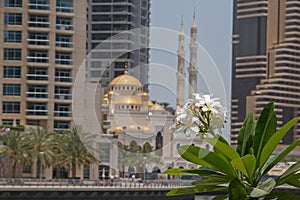 Blossom of palm tree over mosque