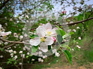 Blooming spring flowers of apple tree.