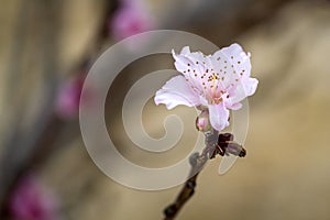 Blossom peach tree flower detail, of the species Prunus persica a deciduous tree native to Northwest China.