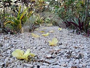 Blossom on a pebble path