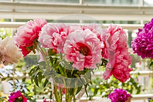 Blossom peony bouquet in glass wase