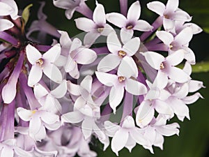 Blossom Persian lilac, Syringa persica, background, macro, selective focus, shallow DOF