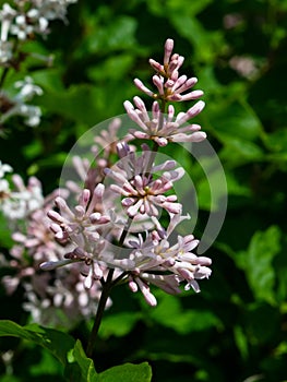 Blossom Persian lilac or Syringa persica macro, selective focus, shallow DOF