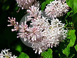 Blossom Persian lilac or Syringa persica macro, selective focus, shallow DOF