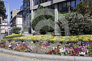 Blossom Petunuas flowers from Praca da Galiza Square Garden in Porto Portugal photo