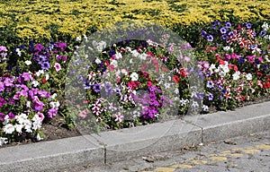 Blossom Petunuas flowers from Praca da Galiza Square Garden in Porto Portugal photo