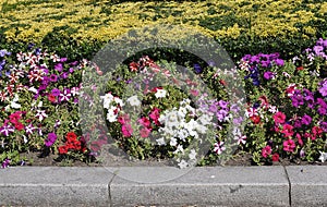 Blossom Petunuas flowers from Praca da Galiza Square Garden in Porto Portugal photo