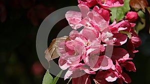 Blossom Pink apples Flowers