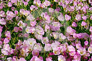 Blossom of pink bellflowers campanula flowers in garden, nature background