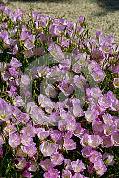 Blossom of pink bellflowers campanula flowers in garden, nature background