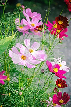 Blossom pink flower in garden.