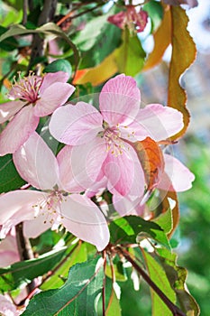 Blossom pink flowers of apple tree on the background of blooming garden in spring