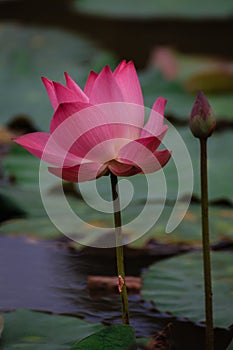 The blossom of Pink Lotus