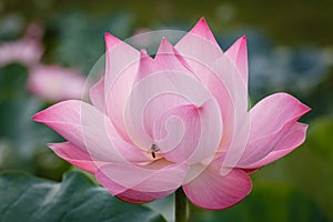 The Blossom of Pink Lotus with The Bee