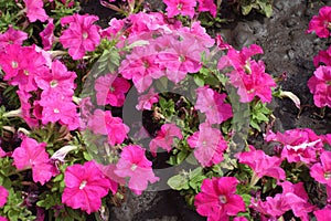 Blossom of pink petunias in July