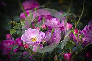Blossom of Pink Rose Bush