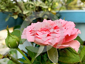 Blossom pink rose flower and green bud