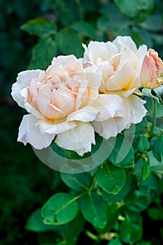 Blossom pink roses in garden