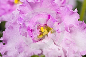 Blossom pink violet Senpolia flowers macro. photo