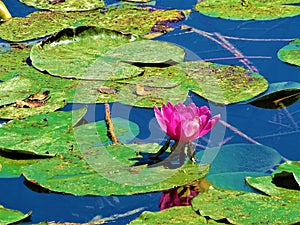 Blossom of pink water lily in the Frauweiler Wiesen nature reserve