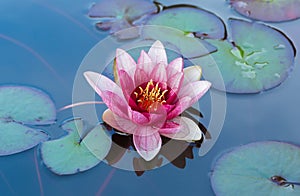 Blossom pink water lily in the pond