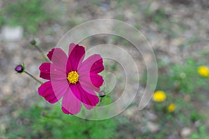 Blossom pinkflowers photo