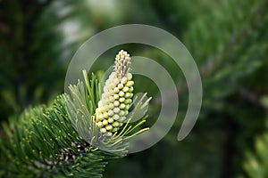 Blossom of Pinus mugo Turra. Male pollen producing strobili. New shoots in spring of dwarf mountain pine. Conifer cone