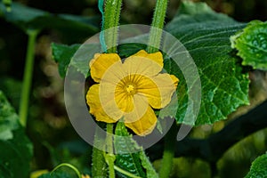 Blossom plant of cucumber Cucumis sativus. Cucumber flower close-up. Soft selective focus