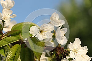 A blossom of plum on plum tree with sky and other tree. Photo is in daily light with sunshine.