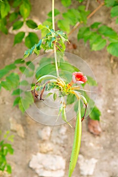 The blossom of a pomegranate tree