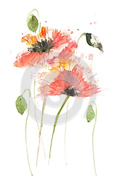 Blossom poppies on white