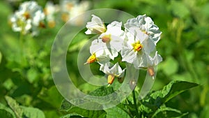 Blossom of Potato, Solanum tuberosum