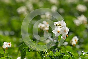 Blossom of potatoes white flowers in the field