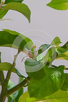 Blossom of potted lemon tree Citrus limon