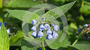 Blossom Prickly Comfrey, Symphytum Asperum, flowers and leaves close-up, selective focus, shallow DOF