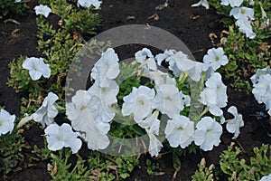 Blossom of pure white petunias