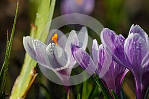 Blossom purple crocuses flower in a spring day macro photography.