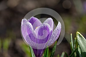 Blossom purple crocuses flower in a spring day macro photography.