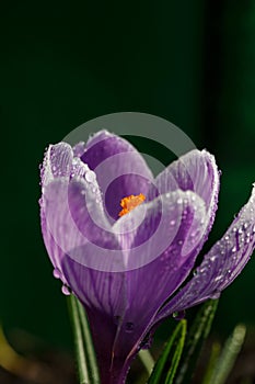 Blossom purple crocuses flower in a spring day macro photography.