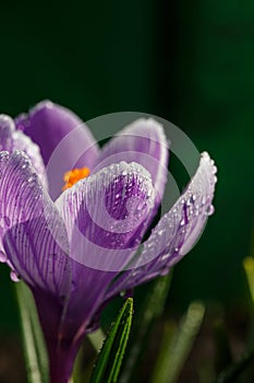 Blossom purple crocuses flower in a spring day macro photography.