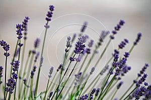 Blossom of purple lavender flowers close up