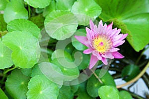 Blossom purple lotus flower in a pool.