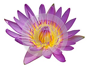 Blossom purple lotus isolated on white