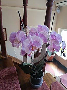 Blossom purple orchide on the stairs