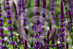 Blossom purple sage on semicircular terraces in city park Krasnodar or Galitsky park in sunny spring 2021.