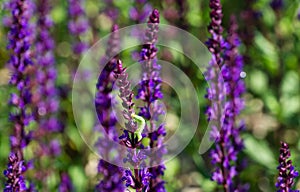 Blossom purple sage on semicircular terraces in city park Krasnodar or Galitsky park in sunny spring 2021.