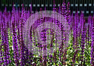 Blossom purple sage on semicircular terraces in city park Krasnodar or Galitsky park in sunny spring 2021. Nature concept