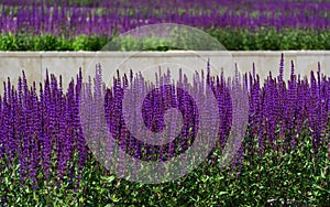 Blossom purple sage on semicircular terraces in city park Krasnodar or Galitsky park in sunny spring 2021. Nature concept